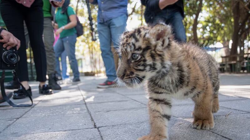 ¡Qué ternura! Zoológico de Culiacán busca nombre para cachorro de tigre de bengala