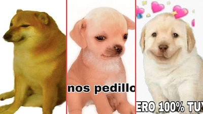 Cada quien tendrá su favorito pero no hay duda que todos son adorables