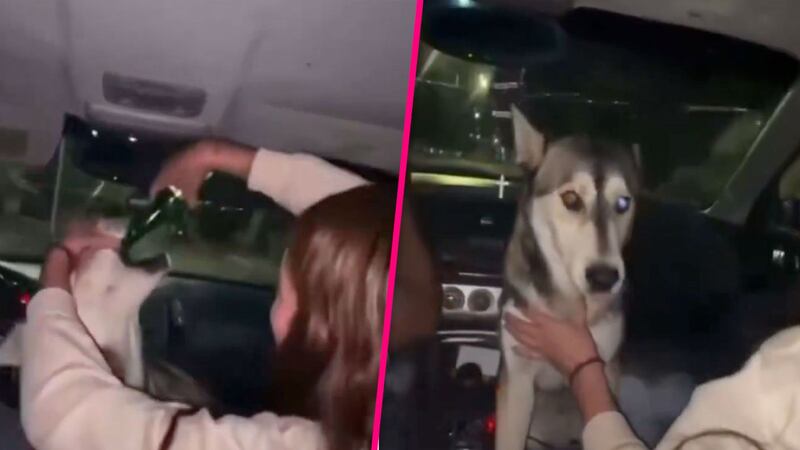 Indignación en Chihuahua: jóvenes obligan a una perrita callejera a beber alcohol