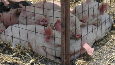 Ya no se podrán vender animalitos en vía pública