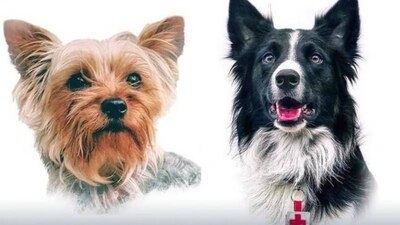 Los perros fueron envenenados en 2021 en Querétaro, donde actualmente se realiza el jucio