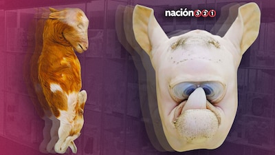 ¿Un cerdo de dos cabezas? Sí, esto lo tiene la UNAM y te decimos en dónde y por qué