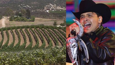 Resultarían afectadas entre 16 y 25 hectáreas de la zona vinícola del estado de Baja California