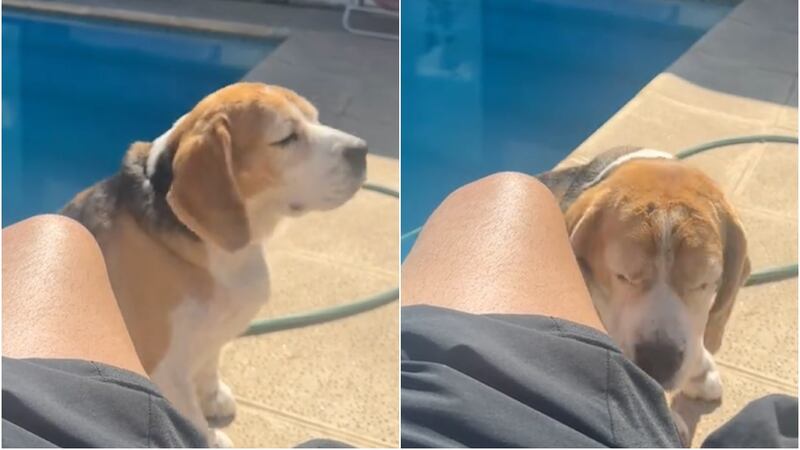 VIDEO: “Baile inolvidable”... Perrito enternece en redes sociales por moverse al ritmo de Bad Bunny