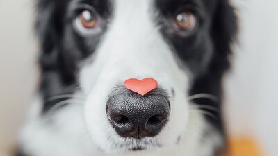 Los compañeros más fieles conmemoran su día