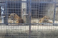 En zoológico de Vietnam incineran a tigres fallecidos por gripe aviar