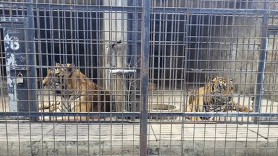 Otros tigres del lugar están aislados para evitar y detectar más posibles casos