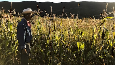 Las autoridades estiman que el fraude podría alcanzar los 2.2 millones de pesos