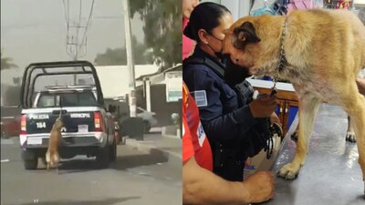 El animalito, defendieron, es parte de la agrupación de seguridad