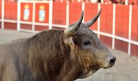Colombia está de fiesta y no es 'brava': prohiben corridas de toros
