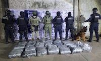 Perro policía ‘Titán’ encuentra más de 126 mil dosis de droga oculta en Guanajuato
