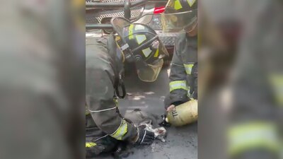 El 'michi' fue entregado a una persona para su atención médica