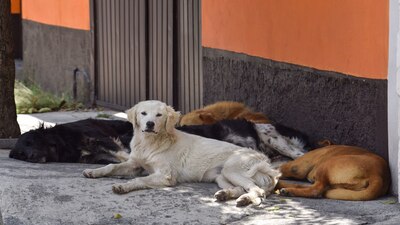 Ante una denuncia de maltrato animal, las autoridades ya podrán ingresar a la casa