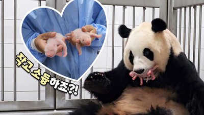 Las pequeñas pandas, del tamaño de la palma de la mano, nacieron el 7 de julio