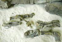 Revelan nueva especie de dinosaurio mexicano; el terópodo habitó Coahuila hace 72 millones de años