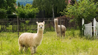 De acuerdo con un estudio, los anticuerpos de llamas y alpacas podrían neutralizar el virus