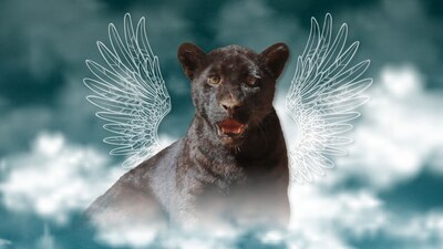 La cachorra de jaguar no logró sobrevivir