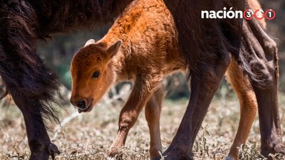 Tras 200 años, nacen las primeras crías de bisonte americano en Sonora