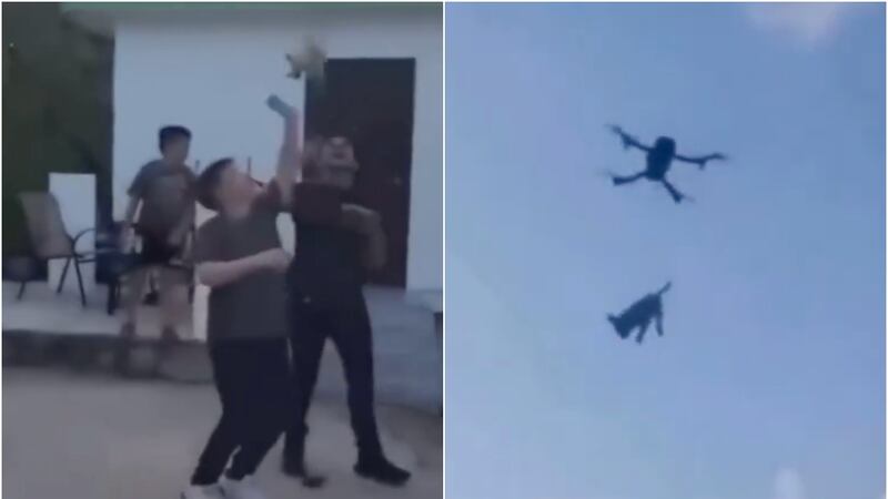 Maltrato animal: elevan a perrito en un dron y se burlan de él en QR