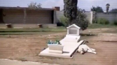 El perrito se mantiene a lado de su dueño