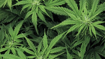 La empresa canadiense Xebra Brand informó que ellos obtuvieron la autorización