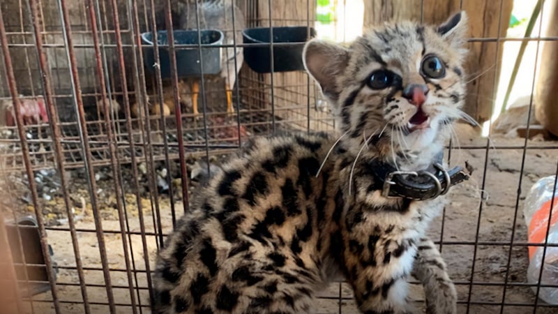 Profepa logra el rescate de un pequeño ejemplar de tigrillo en Oaxaca