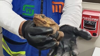 El anfibio se encuentra en buenas condiciones