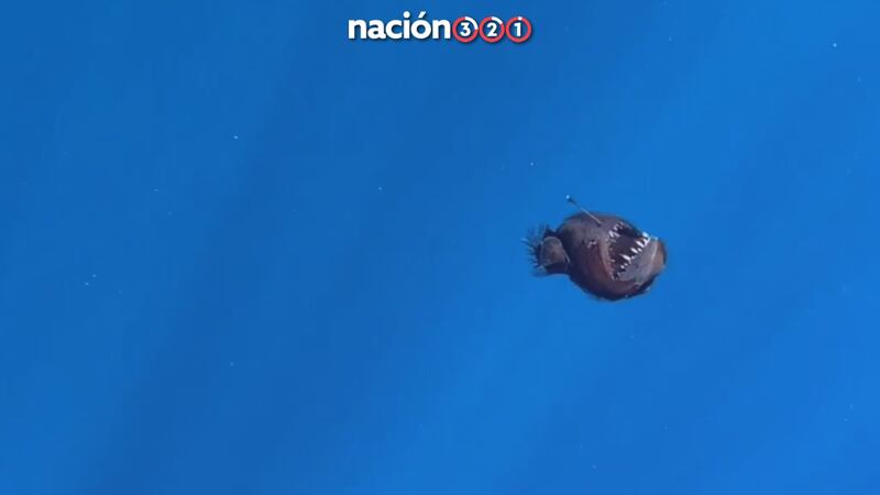 ¡Después de ver la luz! Muere pez diablo negro captado en isla en Tenerife, España