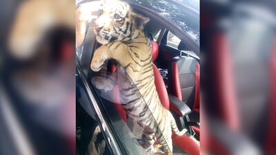 Fue llevado al Zoológico del municipio para su resguardo.