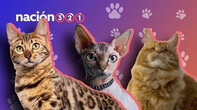 En la foto gatos de las razas bengalí, esfinge y coon de maine