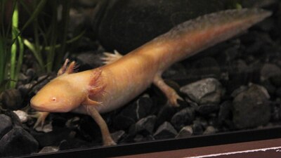 Los ajolotes se ven amenazados por peces de consumo humano y el cambio climático