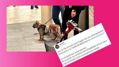 Una mujer salió a pasear con un cachorro de tigre