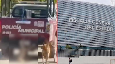 Investigan a patrulla que arrastró a un perro en Puebla: “Cero tolerancia al maltrato animal”