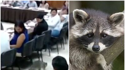 Había un segundo mapache que no alcanzó a caer del plafón