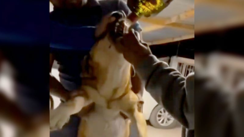 Piden castigo ejemplar para sujetos que dieron whisky a perrito en NL