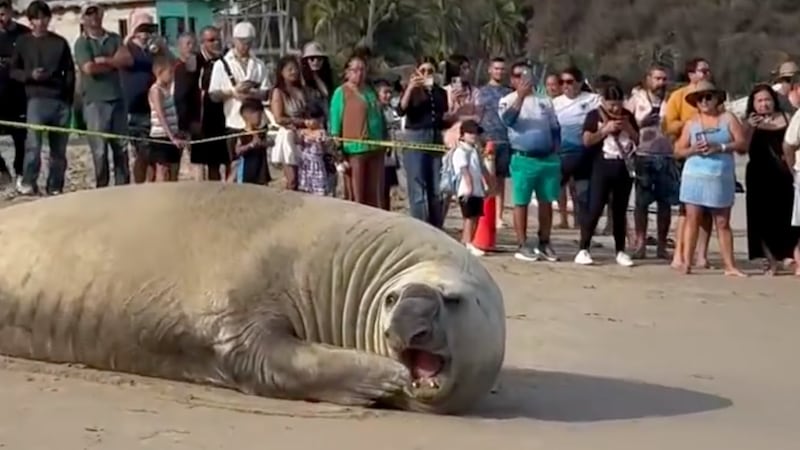 VIDEO: así fue la sorpresiva llegada de un elefante marino a playas de Nayarit
