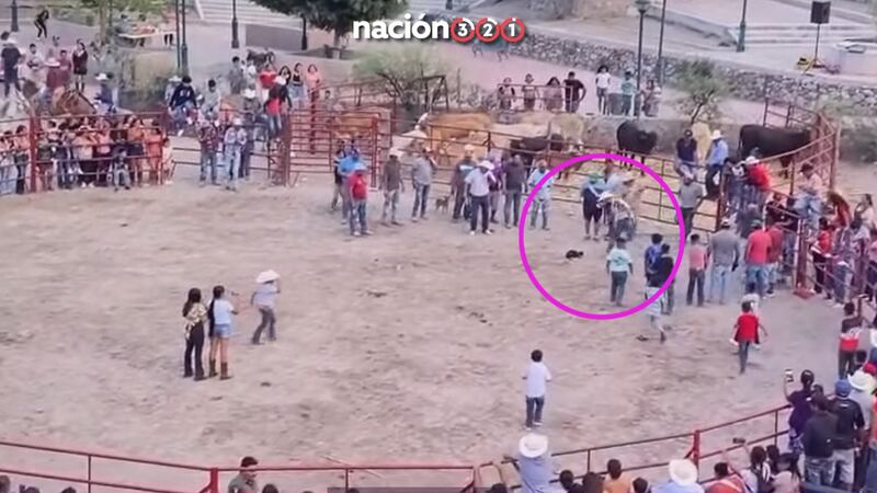 VIDEO: Indigna ‘carrera de gatos’ en Guanajuato, los corretearon y les prendieron pirotecnia