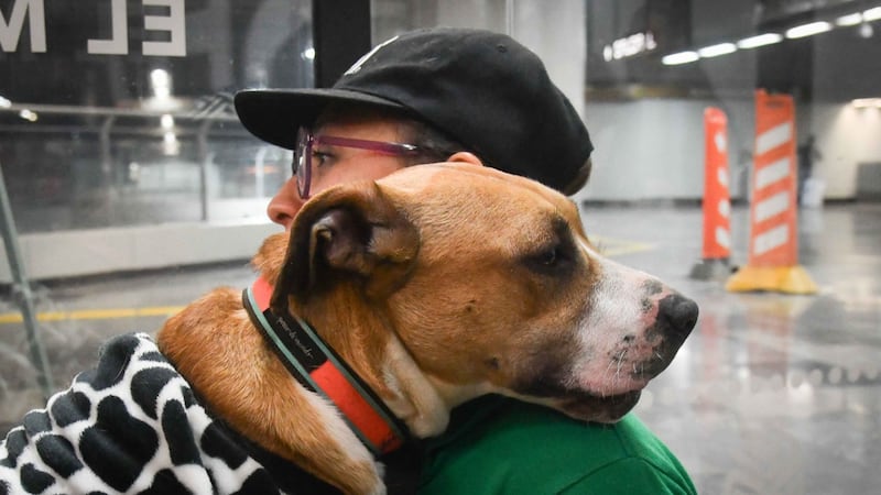 Perritos rescatados en el Metro serán ayudantes de los Reyes Magos