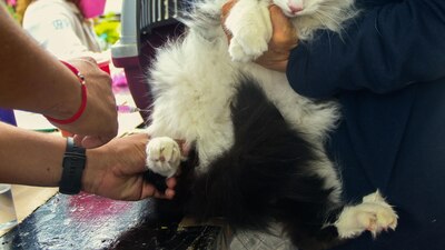 La diputada Aurora Sierra señaló que su iniciativa surge como una petición de refugios de animales de compañía.