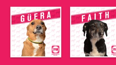 El Refugio San Gregorio realizó esta campaña para promover la adopción responsable de Lomitos