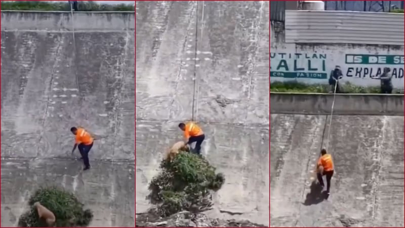 VIDEO: Hombre rescata a perro que arrojaron a un canal de aguas negras en Cuautitlán Izcalli