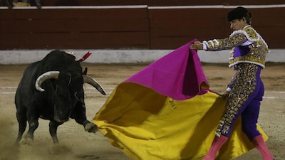 La asociación “Patitas Enlodadas A.C” promovió un amparo