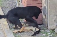 Perro intenta reanimar a su amigo ‘lomito’ que fue envenenado en calles de Atlixco, Puebla