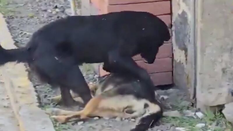 Perro intenta reanimar a su amigo ‘lomito’ que fue envenenado en calles de Atlixco, Puebla