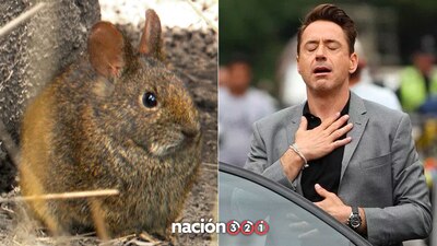 Este animal endémico de México no se ha extinto