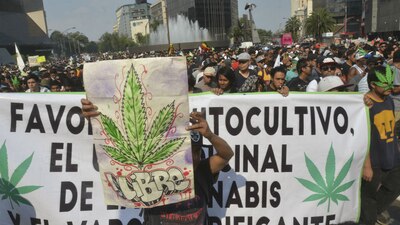 Grupos que piden la despenalización de la marihuana obtuvieron su primer victoria con el consumo legal para fines medicionales