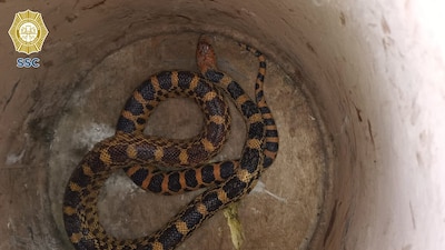 Una mujer alertó sobre el hallazgo y elementos de la policía acudieron al hogar