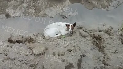 Autoridades en Puebla aseguran que podría haber salido solo, no obstante, en redes insisten en su búsqueda