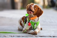 Manchas, el perro que detecta fugas de agua en Saltillo