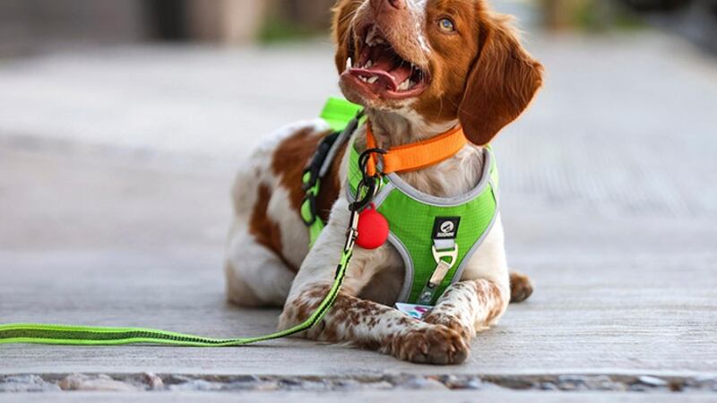 Manchas, el perro que detecta fugas de agua en Saltillo